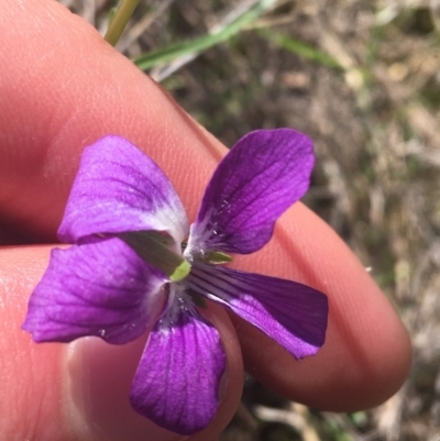 Viola betonicifolia subsp. betonicifolia (Arrow-Leaved Violet) at Rendezvous Creek, ACT - 23 Oct 2021 by Ned_Johnston