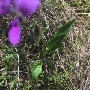 Viola betonicifolia subsp. betonicifolia at Rendezvous Creek, ACT - 24 Oct 2021