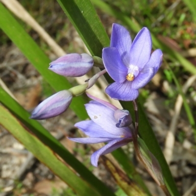 Thelymitra ixioides (Dotted Sun Orchid) at Bundanoon, NSW - 26 Oct 2021 by Wonga