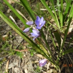 Thelymitra ixioides at Bundanoon, NSW - 27 Oct 2021