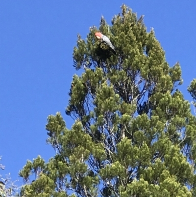 Callocephalon fimbriatum (Gang-gang Cockatoo) at Cooma, NSW - 24 Oct 2021 by bushhiker