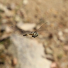 Hemicordulia australiae (Australian Emerald) at Mongarlowe River - 26 Oct 2021 by LisaH