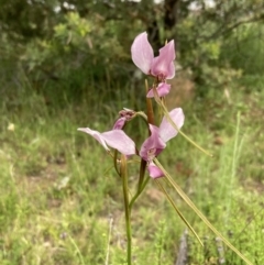 Diuris punctata var. punctata (Purple Donkey Orchid) at Ainslie, ACT - 23 Oct 2021 by AnneG1