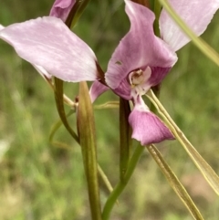 Diuris punctata at suppressed - 23 Oct 2021