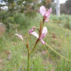 Diuris punctata at suppressed - 23 Oct 2021