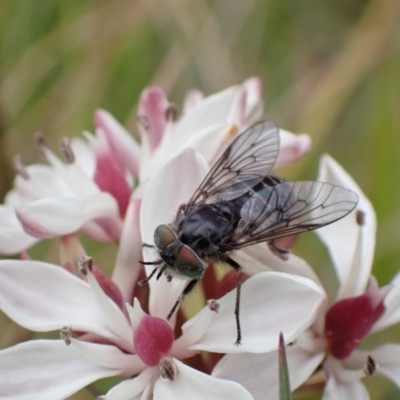 Tabanidae (family) (Unidentified march or horse fly) at Hall, ACT - 23 Oct 2021 by AnneG1