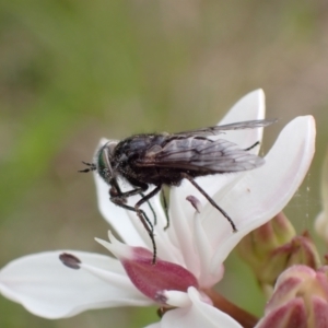 Tabanidae (family) at Hall, ACT - 23 Oct 2021