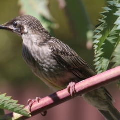 Anthochaera carunculata (Red Wattlebird) at Wodonga - 27 Oct 2021 by KylieWaldon