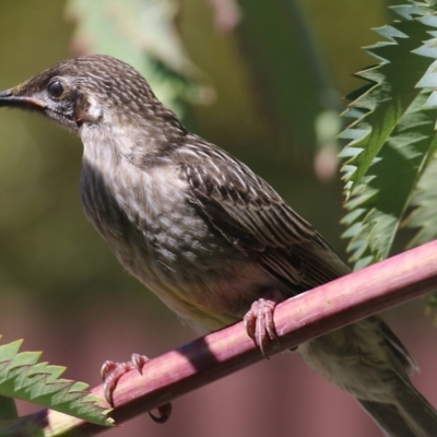 Anthochaera carunculata (Red Wattlebird) at Wodonga, VIC - 27 Oct 2021 by KylieWaldon