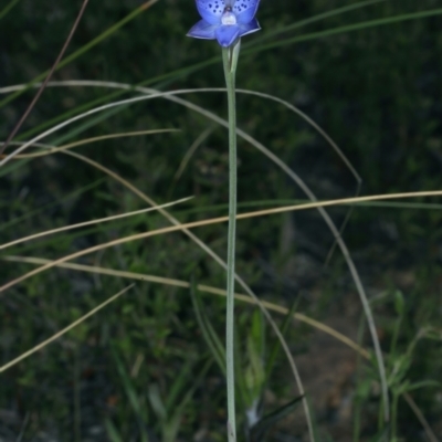 Thelymitra juncifolia (Dotted Sun Orchid) at Molonglo Valley, ACT - 26 Oct 2021 by jb2602