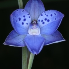 Thelymitra juncifolia at Molonglo Valley, ACT - suppressed