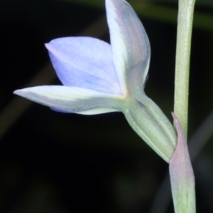 Thelymitra juncifolia at Molonglo Valley, ACT - suppressed