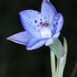 Thelymitra juncifolia at Molonglo Valley, ACT - suppressed