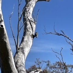 Callocephalon fimbriatum (Gang-gang Cockatoo) at The Pinnacle - 26 Oct 2021 by John Brannan