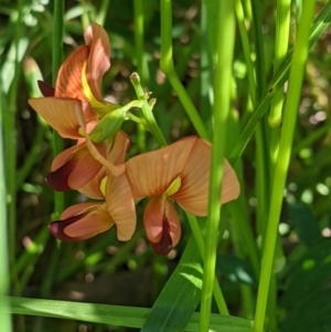 Swainsona galegifolia at West Wodonga, VIC - 26 Oct 2021 09:31 AM