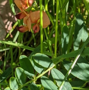 Swainsona galegifolia at West Wodonga, VIC - 26 Oct 2021 09:31 AM