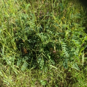 Swainsona galegifolia at West Wodonga, VIC - 26 Oct 2021