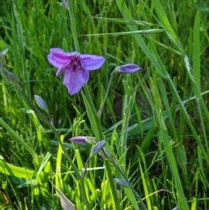 Arthropodium strictum at West Wodonga, VIC - 26 Oct 2021