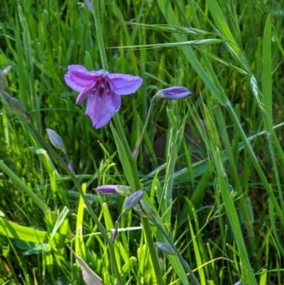 Arthropodium strictum (Chocolate Lily) at West Wodonga, VIC - 25 Oct 2021 by ChrisAllen