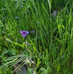 Arthropodium strictum at West Wodonga, VIC - 26 Oct 2021 09:58 AM