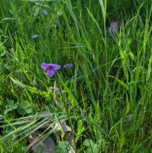 Arthropodium strictum at West Wodonga, VIC - 26 Oct 2021