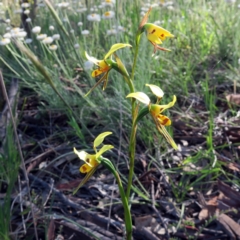Diuris sulphurea (Tiger Orchid) at Watson, ACT - 26 Oct 2021 by SRyan
