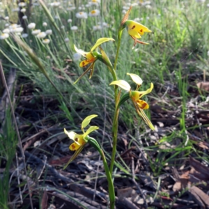 Diuris sulphurea at Watson, ACT - suppressed