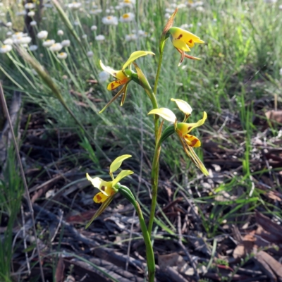 Diuris sulphurea (Tiger Orchid) at Mount Majura - 26 Oct 2021 by SRyan