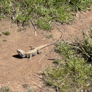 Pogona barbata at Hawker, ACT - suppressed