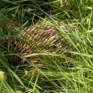 Tachyglossus aculeatus at West Wodonga, VIC - 26 Oct 2021