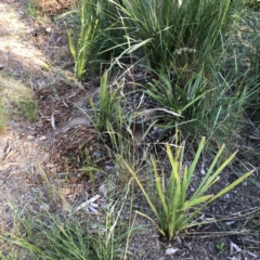 Bromus catharticus (Prairie Grass) at Hughes, ACT - 27 Oct 2021 by ruthkerruish