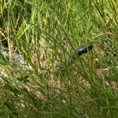 Pseudechis porphyriacus (Red-bellied Black Snake) at Felltimber Creek NCR - 26 Oct 2021 by ChrisAllen