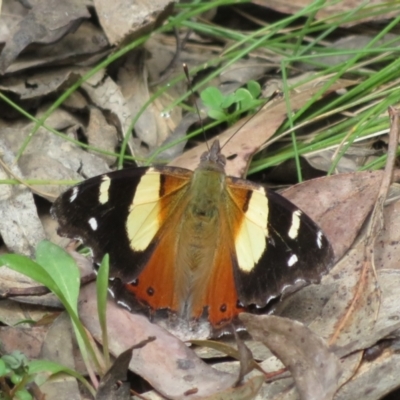 Vanessa itea (Yellow Admiral) at Cotter River, ACT - 22 Oct 2021 by Christine