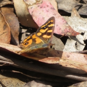 Argynnina cyrila at Cotter River, ACT - 23 Oct 2021