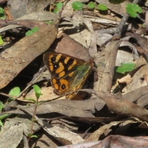 Argynnina cyrila at Cotter River, ACT - 23 Oct 2021 11:27 AM