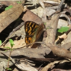 Argynnina cyrila at Cotter River, ACT - 23 Oct 2021 11:27 AM