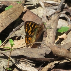 Argynnina cyrila at Cotter River, ACT - 23 Oct 2021