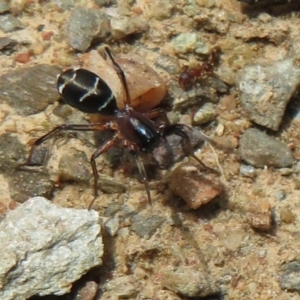 Poecilipta sp. (genus) at Cotter River, ACT - 23 Oct 2021