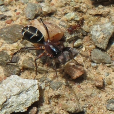 Poecilipta sp. (genus) (Beautiful Ant Mimic Spider) at Cotter River, ACT - 23 Oct 2021 by Christine
