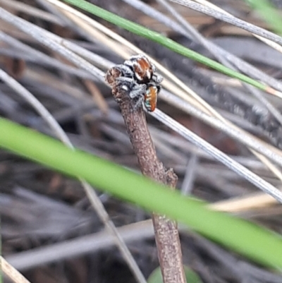 Maratus calcitrans (Kicking peacock spider) at ANBG South Annex - 23 Oct 2021 by abread111