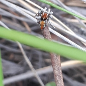 Maratus calcitrans at Acton, ACT - 23 Oct 2021