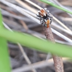 Maratus calcitrans at Acton, ACT - 23 Oct 2021