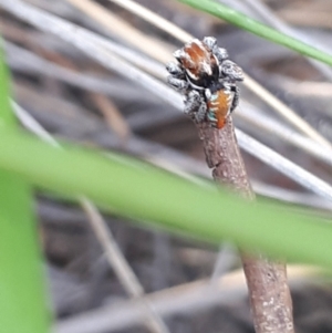 Maratus calcitrans at Acton, ACT - 23 Oct 2021