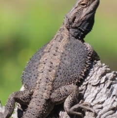 Pogona barbata (Eastern Bearded Dragon) at Garran, ACT - 17 Oct 2021 by roymcd