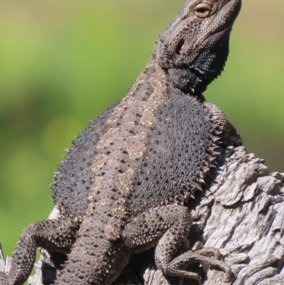 Pogona barbata (Eastern Bearded Dragon) at Red Hill Nature Reserve - 17 Oct 2021 by roymcd