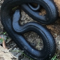 Pseudechis porphyriacus (Red-bellied Black Snake) at Tennent, ACT - 27 Oct 2021 by BrianHerps