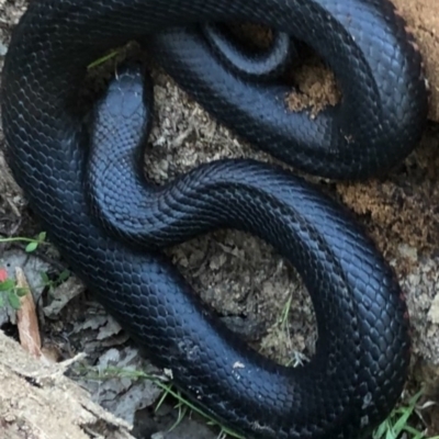 Pseudechis porphyriacus (Red-bellied Black Snake) at Namadgi National Park - 27 Oct 2021 by BrianHerps