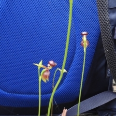 Caleana major (Large Duck Orchid) at Exeter, NSW - 27 Oct 2021 by Wonga