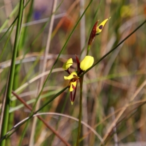 Diuris sulphurea at Chisholm, ACT - suppressed