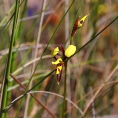 Diuris sulphurea (Tiger orchid) at Tuggeranong Pines - 26 Oct 2021 by MB